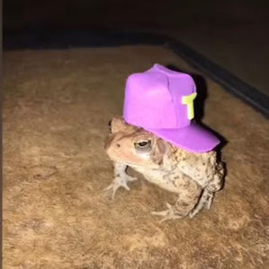 Meet your Posher, Ryann